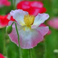 花卉自然虞美人,红色的花边白色的花心