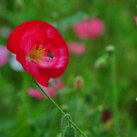 花卉自然虞美人,红色的花边白色的花心
