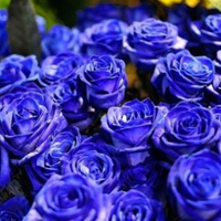 蓝玫瑰美丽的玫瑰花朵唯美头像图片