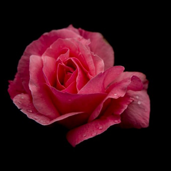 五颜六色的玫瑰花高清图片 单独一朵玫瑰花头像