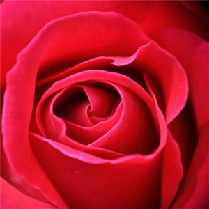 红玫瑰微信头像 好看的红玫瑰花图片