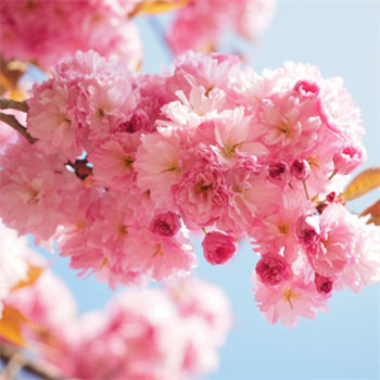 樱花微信头像 粉红的樱花图片给你带来好运气了