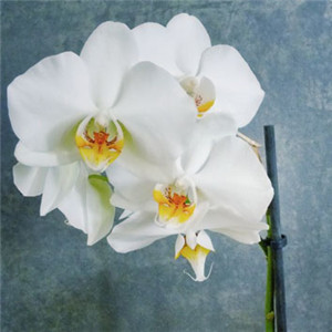 白色的蝴蝶兰图片 微信头像白色花朵图片