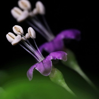 极简花朵头像,枸杞花图片