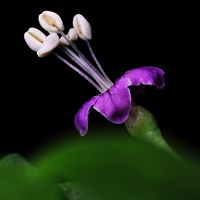 极简花朵头像,枸杞花图片