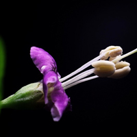 极简花朵头像,枸杞花图片