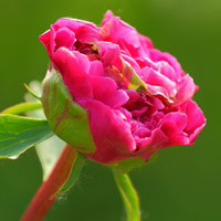 含苞待放的花朵头像,漂亮的红色芍药花花蕾图片