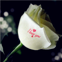 情人节白玫瑰头像,送白玫瑰代表什么意思