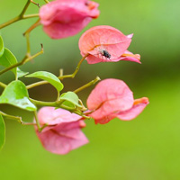 美丽勒杜鹃图片,漂亮的花朵头像图片