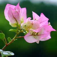 美丽勒杜鹃图片,漂亮的花朵头像图片