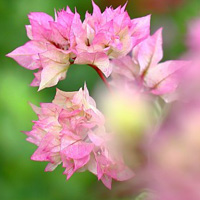 美丽勒杜鹃图片,漂亮的花朵头像图片