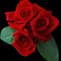 微信头像玫瑰花红色的,白色的,把爱送给你吧