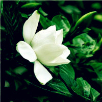 漂亮的花朵头像,好看的白色花朵图片