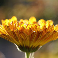 美丽的花朵微信头像 黄色给失落的人带来希望和信心
