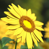 美丽的花朵微信头像 黄色给失落的人带来希望和信心