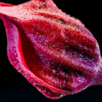 红色的花朵头像 红色花朵艳丽夺目,你人热情似火的感觉