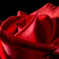 红色的花朵头像 红色花朵艳丽夺目,你人热情似火的感觉