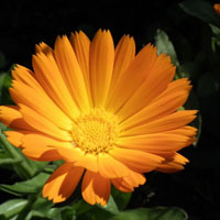微信头像橙色,橙色金盏花系列图片