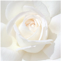 小清新素雅花朵图片头像大全,白色的花给人心情大好