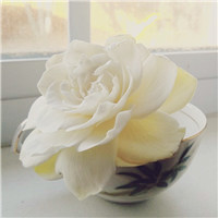 小清新素雅花朵图片头像大全,白色的花给人心情大好
