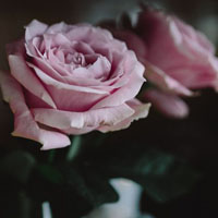 适用于头像的玫瑰图片 娇滴的粉玫瑰图片