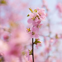 淡雅粉色桃花头像图片，增加桃花运的头像