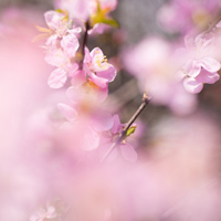 淡雅粉色桃花头像图片，增加桃花运的头像