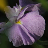 菖蒲花图片唯美头像，色彩艳丽紫色的、黄色的、白色的