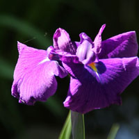 菖蒲花图片唯美头像，色彩艳丽紫色的、黄色的、白色的