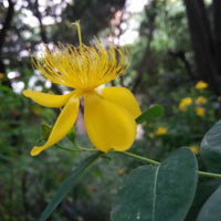 黄色的花朵头像，鲜艳的黄色花瓣最能吸引人的目光