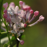 白色的花朵个人感觉是很美的，淡雅丁香花图片