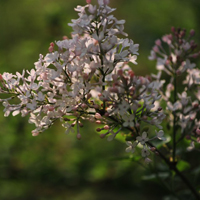 白色的花朵个人感觉是很美的，淡雅丁香花图片