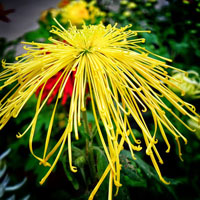 最新拍照制作菊花头像，生态园内盛开的金色菊花图片