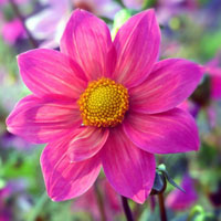好看的花朵头像15P，盛开的紫色大丽花图片