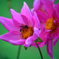 好看的花朵头像15P，盛开的紫色大丽花图片