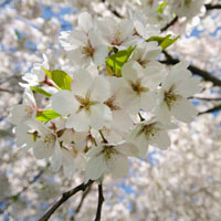 樱花头像唯美图片，好看的美丽的樱花图片