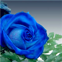 对你的情是无法改变的，个性蓝色玫瑰头像