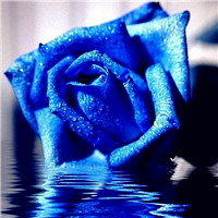 对你的情是无法改变的，个性蓝色玫瑰头像
