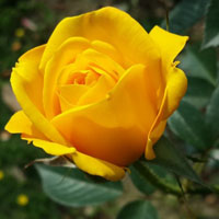 黄玫瑰代表热情真爱、爱情，好运连连微信头像图片