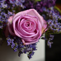 粉色的玫瑰艳丽头像图片，粉嫩嫩的花瓣透着股清新淡雅