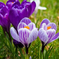 你喜欢紫色的花朵吗？美丽的番红花图片