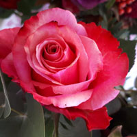 红玫瑰头像唯美图片，好看的红玫瑰花送给朋友们