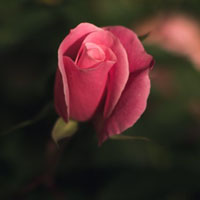 红玫瑰头像唯美图片，好看的红玫瑰花送给朋友们