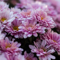 色彩艳丽的菊花图片，微信每天换头换种心情吧
