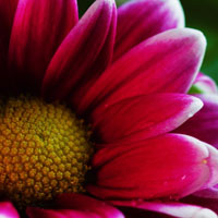 色彩艳丽的菊花图片，微信每天换头换种心情吧