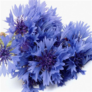 带来好运的微信头像花，蓝色矢车菊唯美高清图片