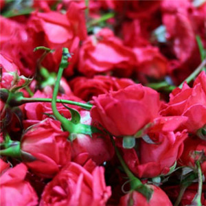 qq头像唯美意境花朵 娇艳美丽的玫瑰花唯美图片