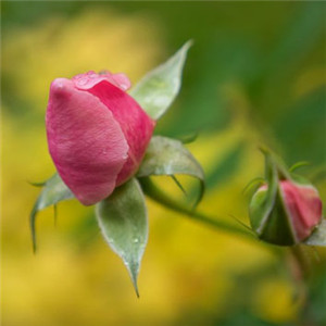 qq头像唯美意境花朵 娇艳美丽的玫瑰花唯美图片