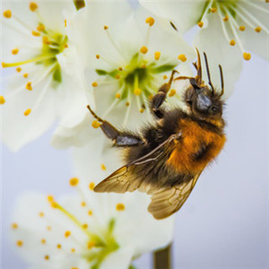 梅花微信头像 香气扑鼻的白梅花高清图片