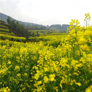 黄色的油菜花唯美头像 江西婺源油菜花风景图片
